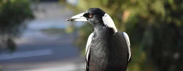 澳大利亚喜鹊的特写 黑色和白色的羽毛站在栅栏上 澳大利亚喜鹊 Gymnorhina Tibicen 是一种中等大小的黑白鸣禽鸟 — 图库照片