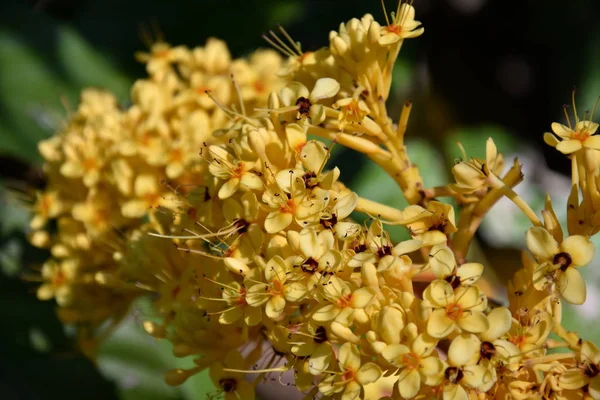 Coloridas Flores Amarillas Del Árbol Ashoka Saraca Indica Asoca Ashoka —  Fotos de Stock