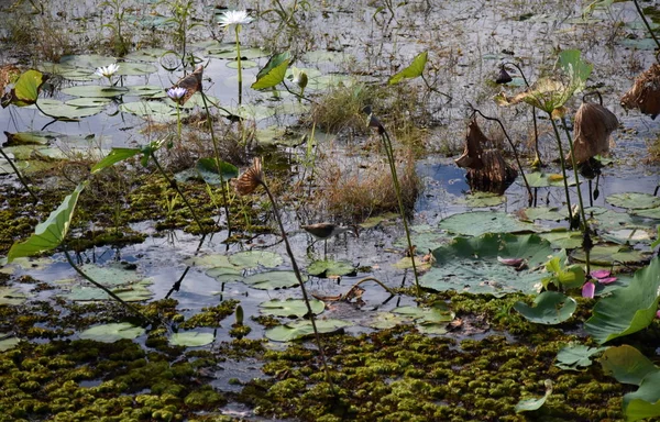 Výstroje Plovoucí Vodě Mamukala Mokřadů Období Sucha Zamračený Den Toto — Stock fotografie