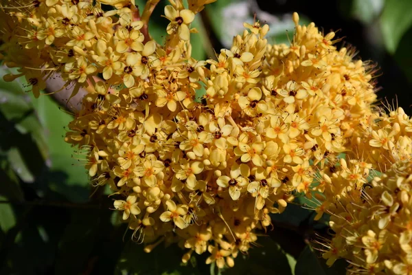 Coloridas Flores Amarillas Del Árbol Ashoka Saraca Indica Asoca Ashoka —  Fotos de Stock