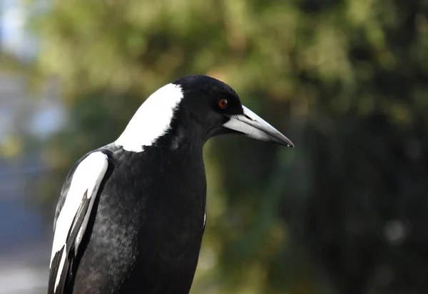 Zbliżenie Ptak Australijski Sroka Czarno Białe Upierzenie Stojący Ogrodzenie Australijski — Zdjęcie stockowe