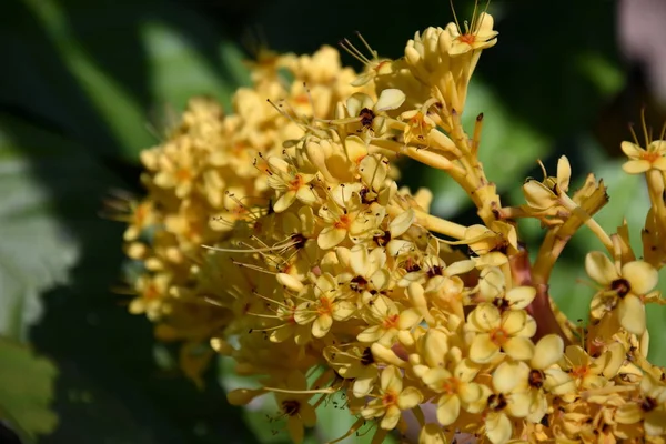 Coloridas Flores Amarillas Del Árbol Ashoka Saraca Indica Asoca Ashoka —  Fotos de Stock