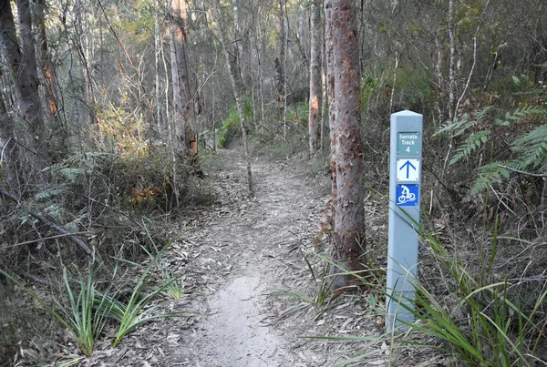 Chemin Randonnée Travers Forêt Indigène Dans Parc National Garigal — Photo