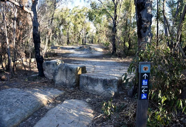 Bushwalking track through native forest in Garigal National Park.