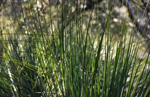 Fresh green grass background. slim long round stems of green grass
