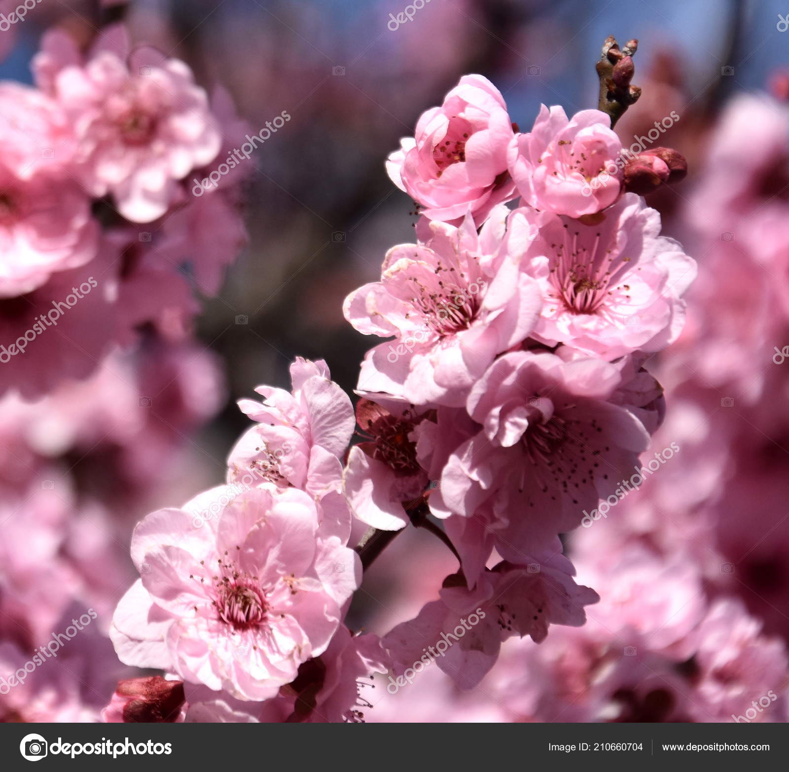 Fleur Cerisier Rose Pleine Floraison Cerisiers Fleurs