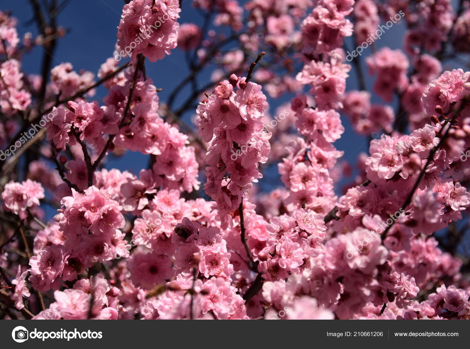 Fleur Cerisier Rose Pleine Floraison Cerisiers Fleurs