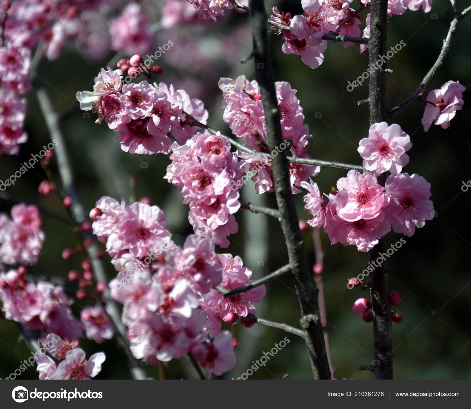 Fleur Cerisier Rose Pleine Floraison Cerisiers Fleurs