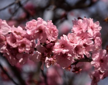 Pembe tam Bloom kiraz çiçeği. Kiraz çiçekleri kiraz ağacı dalı üzerinde küçük kümeler halinde. Sakura Japon kiraz çiçekleri Botanik Bahçesi.