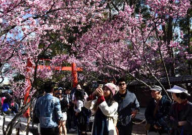 Auburn, Avustralya - 20 Ağustos 2018. İnsanlar Cherry Blossom Festival keyfini çıkarın. Çiçek açan kiraz ağaçları ağaçlar Auburn Japon Bahçesi, Botanik Bahçesi Sydney.