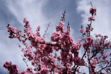 Pembe tam Bloom kiraz çiçeği. Kiraz çiçekleri kiraz ağacı dalı üzerinde küçük kümeler halinde. Sakura Japon kiraz çiçekleri Botanik Bahçesi.