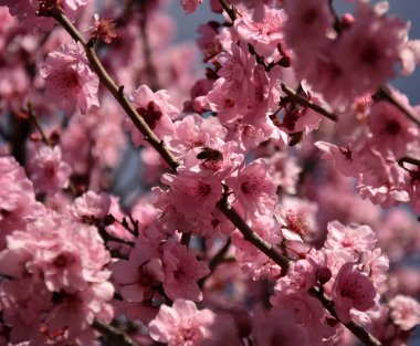 Arı üzerinde pembe bir kiraz çiçekleri. Kiraz Çiçekler ilkbaharda çiçek açması. Pembe tam Bloom kiraz çiçeği. Sakura Japon kiraz çiçekleri Botanik Bahçesi.