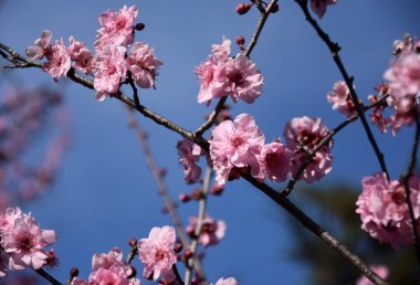 Pembe tam Bloom kiraz çiçeği. Kiraz çiçekleri kiraz ağacı dalı üzerinde küçük kümeler halinde. Sakura Japon kiraz çiçekleri Botanik Bahçesi.