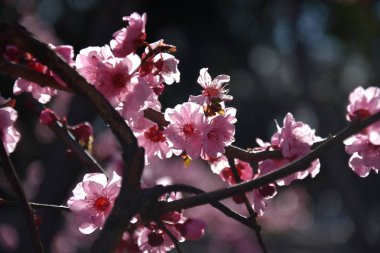 Pembe tam Bloom kiraz çiçeği. Kiraz çiçekleri kiraz ağacı dalı üzerinde küçük kümeler halinde. Sakura Japon kiraz çiçekleri Botanik Bahçesi.