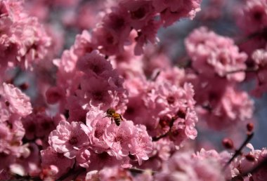 Arı üzerinde pembe bir kiraz çiçekleri. Kiraz Çiçekler ilkbaharda çiçek açması. Pembe tam Bloom kiraz çiçeği. Sakura Japon kiraz çiçekleri Botanik Bahçesi.