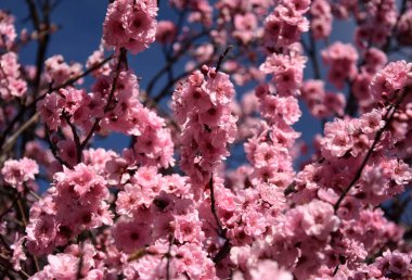 Pembe tam Bloom kiraz çiçeği. Kiraz çiçekleri kiraz ağacı dalı üzerinde küçük kümeler halinde. Sakura Japon kiraz çiçekleri Botanik Bahçesi.