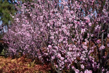 Pembe tam Bloom kiraz çiçeği. Kiraz çiçekleri kiraz ağacı dalı üzerinde küçük kümeler halinde. Sakura Japon kiraz çiçekleri Botanik Bahçesi.