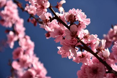 Pembe tam Bloom kiraz çiçeği. Kiraz çiçekleri kiraz ağacı dalı üzerinde küçük kümeler halinde. Sakura Japon kiraz çiçekleri Botanik Bahçesi.