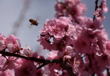 Arı üzerinde pembe bir kiraz çiçekleri. Kiraz Çiçekler ilkbaharda çiçek açması. Pembe tam Bloom kiraz çiçeği. Sakura Japon kiraz çiçekleri Botanik Bahçesi.