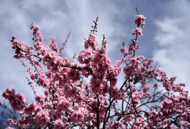 Pembe tam Bloom kiraz çiçeği. Kiraz çiçekleri kiraz ağacı dalı üzerinde küçük kümeler halinde. Sakura Japon kiraz çiçekleri Botanik Bahçesi.