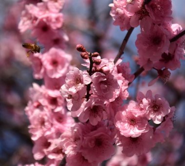 Arı üzerinde pembe bir kiraz çiçekleri. Kiraz Çiçekler ilkbaharda çiçek açması. Pembe tam Bloom kiraz çiçeği. Sakura Japon kiraz çiçekleri Botanik Bahçesi.