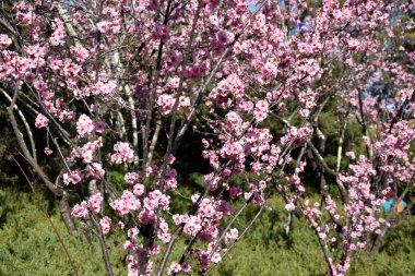 Pembe tam Bloom kiraz çiçeği. Kiraz çiçekleri kiraz ağacı dalı üzerinde küçük kümeler halinde. Sakura Japon kiraz çiçekleri Botanik Bahçesi.