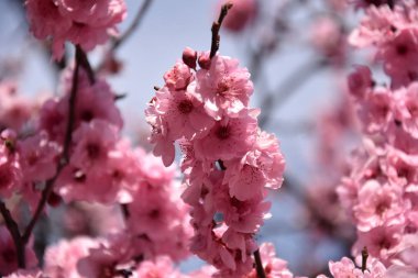 Pembe tam Bloom kiraz çiçeği. Kiraz çiçekleri kiraz ağacı dalı üzerinde küçük kümeler halinde. Sakura Japon kiraz çiçekleri Botanik Bahçesi.
