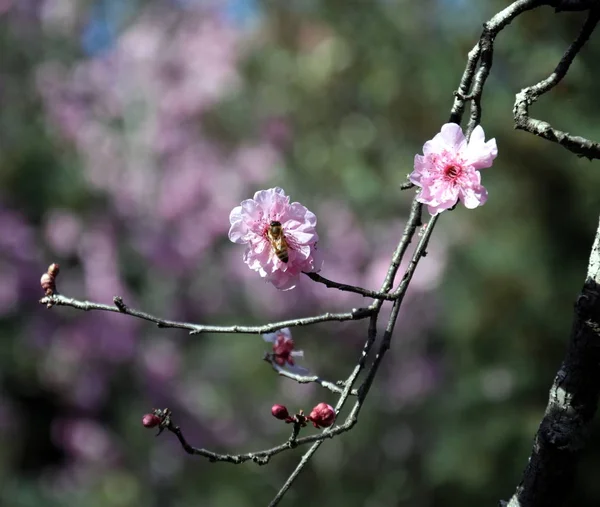 Ape Fiore Ciliegio Rosa Fiori Ciliegio Fiore Primavera Fiori Ciliegio — Foto Stock