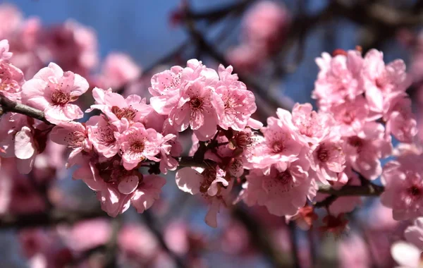 Pembe Tam Bloom Kiraz Çiçeği Kiraz Çiçekleri Kiraz Ağacı Dalı — Stok fotoğraf