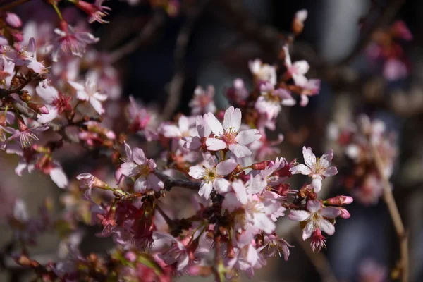 Pembe Tam Bloom Kiraz Çiçeği Kiraz Çiçekleri Kiraz Ağacı Dalı — Stok fotoğraf