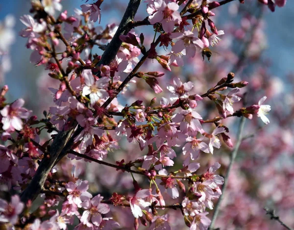 Pembe Tam Bloom Kiraz Çiçeği Kiraz Çiçekleri Kiraz Ağacı Dalı — Stok fotoğraf