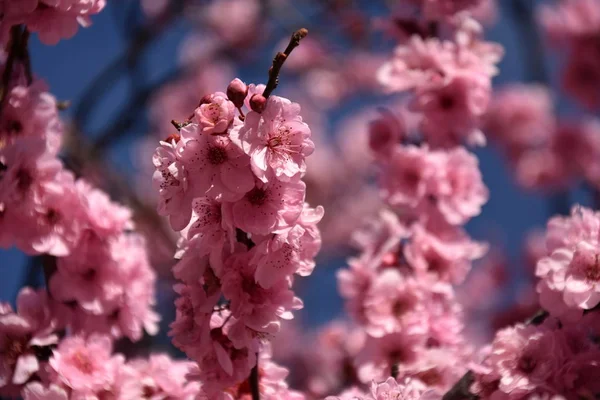 Fiori Ciliegio Rosa Piena Fioritura Fiori Ciliegio Piccoli Gruppi Ramo — Foto Stock