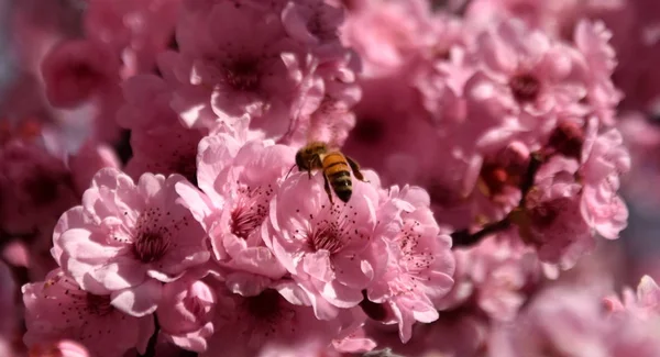 Bee on a pink cherry blossoms. Cherry flowers blossoming in the springtime. Pink cherry blossom in full bloom. Sakura Japanese cherry blossoms in the botanic garden.