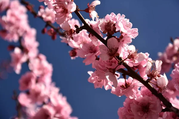 Festival nacional de la flor de cerezo fotos de stock, imágenes de Festival  nacional de la flor de cerezo sin royalties | Depositphotos