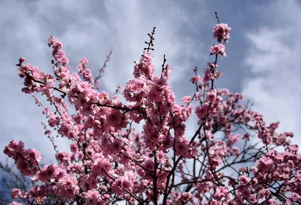Pembe Tam Bloom Kiraz Çiçeği Kiraz Çiçekleri Kiraz Ağacı Dalı — Stok fotoğraf