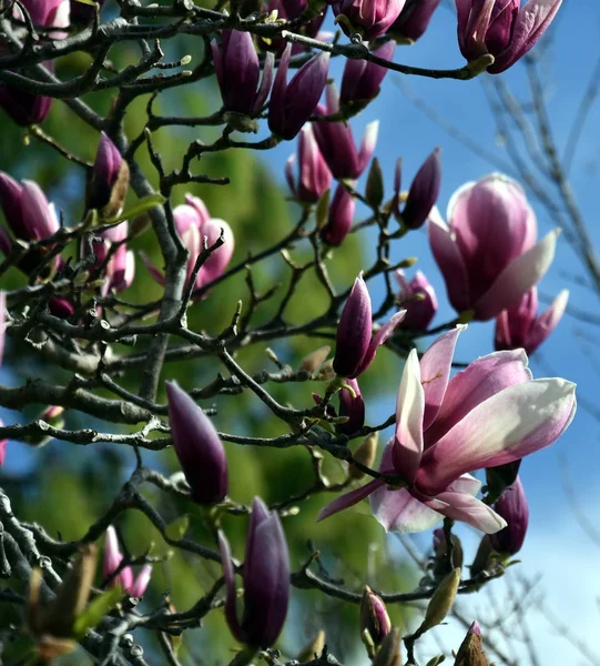 Rosafarbene Kirschblüten Voller Blüte Kirschblüten Kleinen Trauben Auf Einem Kirschbaumzweig — Stockfoto