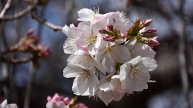 Tam Bloom pembe beyaz kiraz çiçeği. Kiraz çiçekleri kiraz ağacı dalı üzerinde küçük kümeler halinde. Sakura Japon kiraz çiçekleri Botanik Bahçesi.