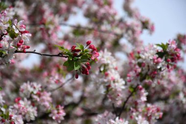 Tam Bloom pembe beyaz kiraz çiçeği. Kiraz çiçekleri kiraz ağacı dalı üzerinde küçük kümeler halinde. Sakura Japon kiraz çiçekleri Botanik Bahçesi.
