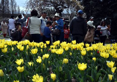 Bowral, Avustralya - 22 Eylül 2018. İnsanlar festivaller Corbett bahçelerde lale zamanı Festivali sırasında bahar kutlama etkinlikleri bölgedeki bir dizi zevk..