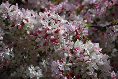 Tam Bloom pembe beyaz kiraz çiçeği. Kiraz çiçekleri kiraz ağacı dalı üzerinde küçük kümeler halinde. Sakura Japon kiraz çiçekleri Botanik Bahçesi.
