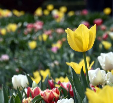 Lale çiçek. Lale alan yaprak yeşil arka plana sahip güzel lale. Sarı Lale Park grubu. Bahar manzara. Sarı laleler kapatın. Bahar güneş parlak, sarı laleler.