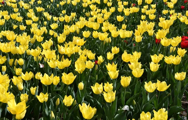 Tulip Kwiat Piękne Tulipany Dziedzinie Tulipan Tło Zielony Liść Grupa — Zdjęcie stockowe