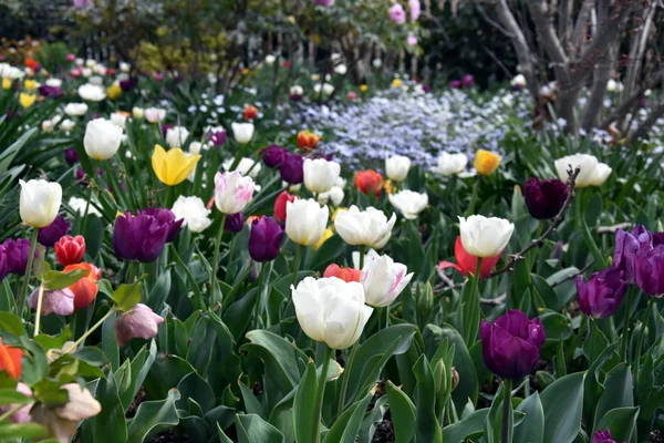 Tulipany Kolorowy Kwiat Łóżko Zamknij Widok Multi Piękny Kolor Biały — Zdjęcie stockowe