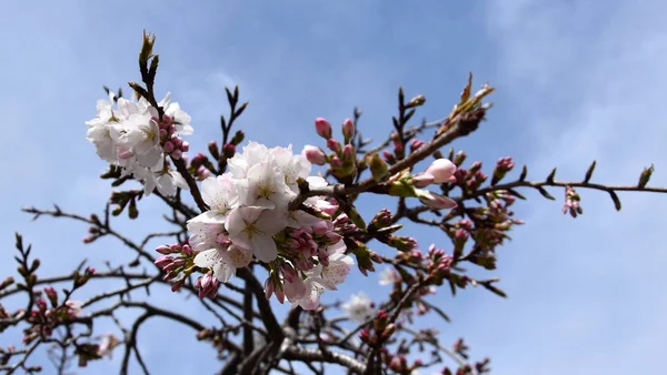 Tam Bloom Pembe Beyaz Kiraz Çiçeği Kiraz Çiçekleri Kiraz Ağacı — Stok fotoğraf