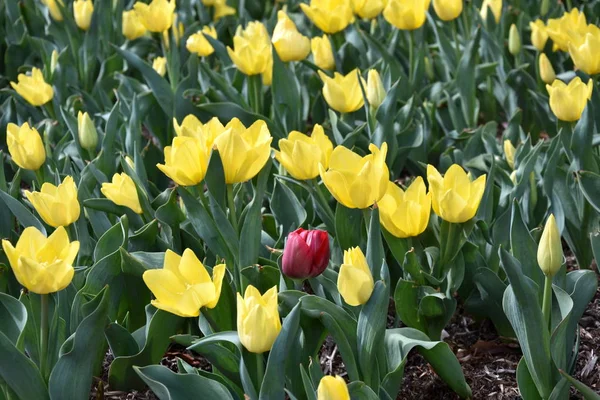 Jeden Samotny Czerwony Tulipan Polu Wśród Żółte Tulipany Czerwony Tulipan — Zdjęcie stockowe