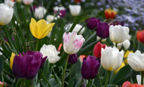 Tulip Kwiat Piękne Tulipany Dziedzinie Tulipan Tło Zielony Liść Grupa — Zdjęcie stockowe