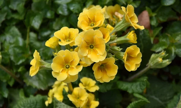 Gros Plan Fleur Jaune Primula Printemps Fleur Ornementale Jaune Primula — Photo