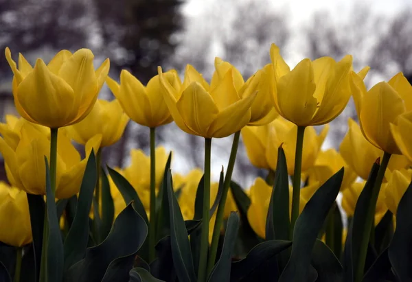 꽃입니다 공원에서 노란색 튤립의 그룹입니다 풍경입니다 노란색 닫습니다 햇살에 — 스톡 사진