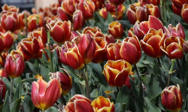 Tulip Kwiat Piękne Tulipany Dziedzinie Tulipan Tło Zielony Liść Grupa — Zdjęcie stockowe