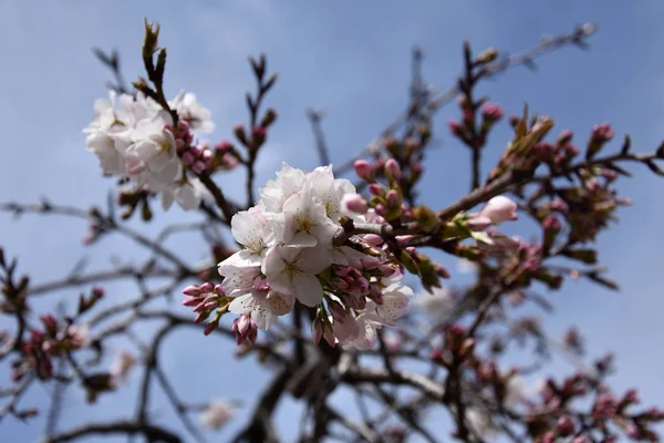 Tam Bloom Pembe Beyaz Kiraz Çiçeği Kiraz Çiçekleri Kiraz Ağacı — Stok fotoğraf